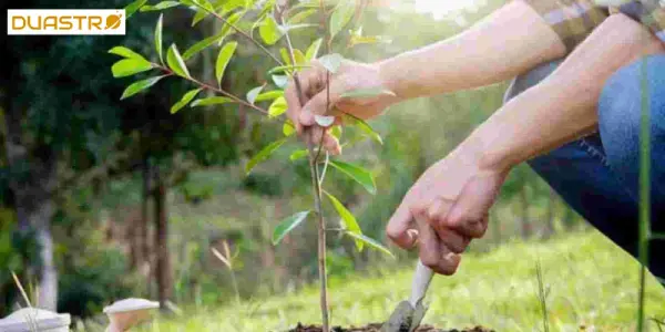 Ascendant Planting Allies